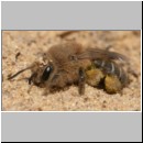 Andrena barbilabris - Sandbiene w16 11mm.jpg